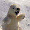 angry_polar_bear's Photo